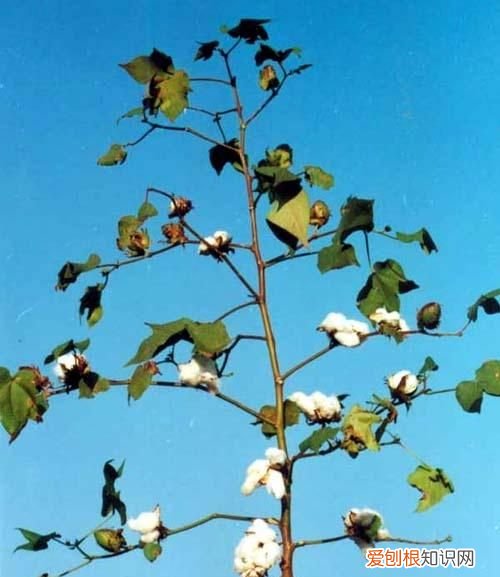 迷你世界棉花树长什么样,迷你世界更新后白色棉花块有什么用