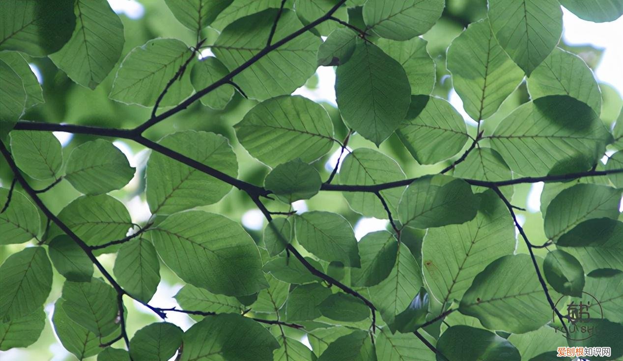 奢侈品有哪些品牌( 拥有一件就很了不起豪车、名牌包包、珠宝首饰……都不行!)