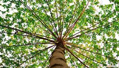 奢侈品有哪些品牌( 拥有一件就很了不起豪车、名牌包包、珠宝首饰……都不行！）