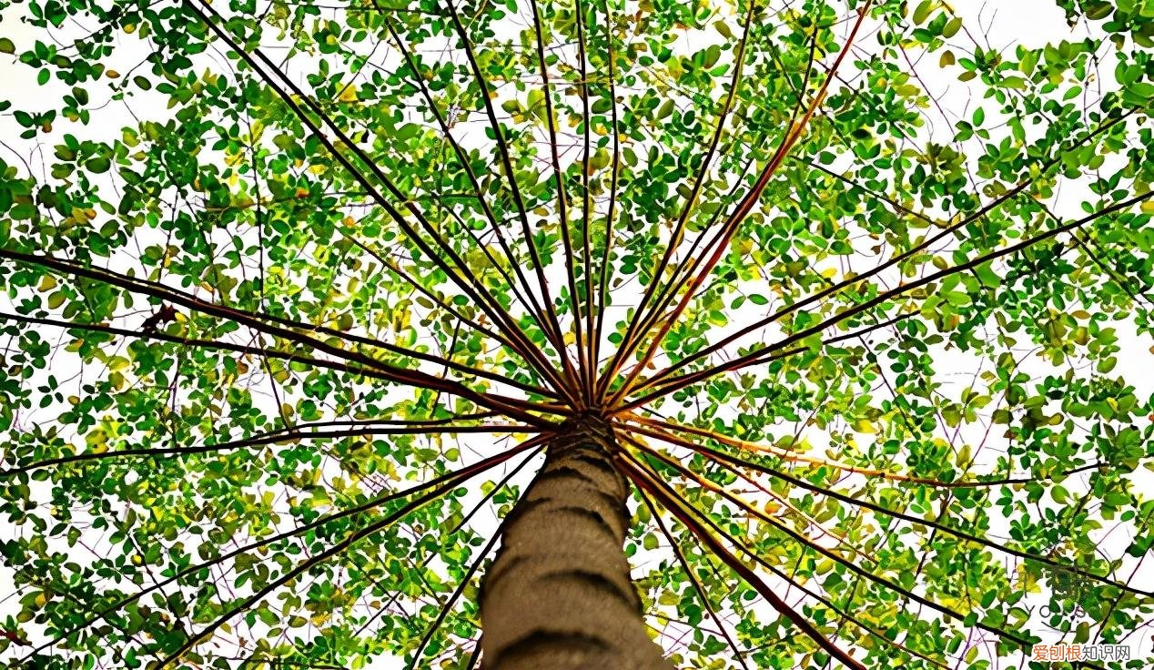 奢侈品有哪些品牌( 拥有一件就很了不起豪车、名牌包包、珠宝首饰……都不行！）