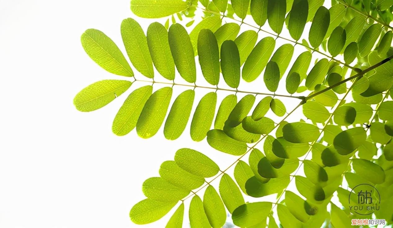 奢侈品有哪些品牌( 拥有一件就很了不起豪车、名牌包包、珠宝首饰……都不行!)