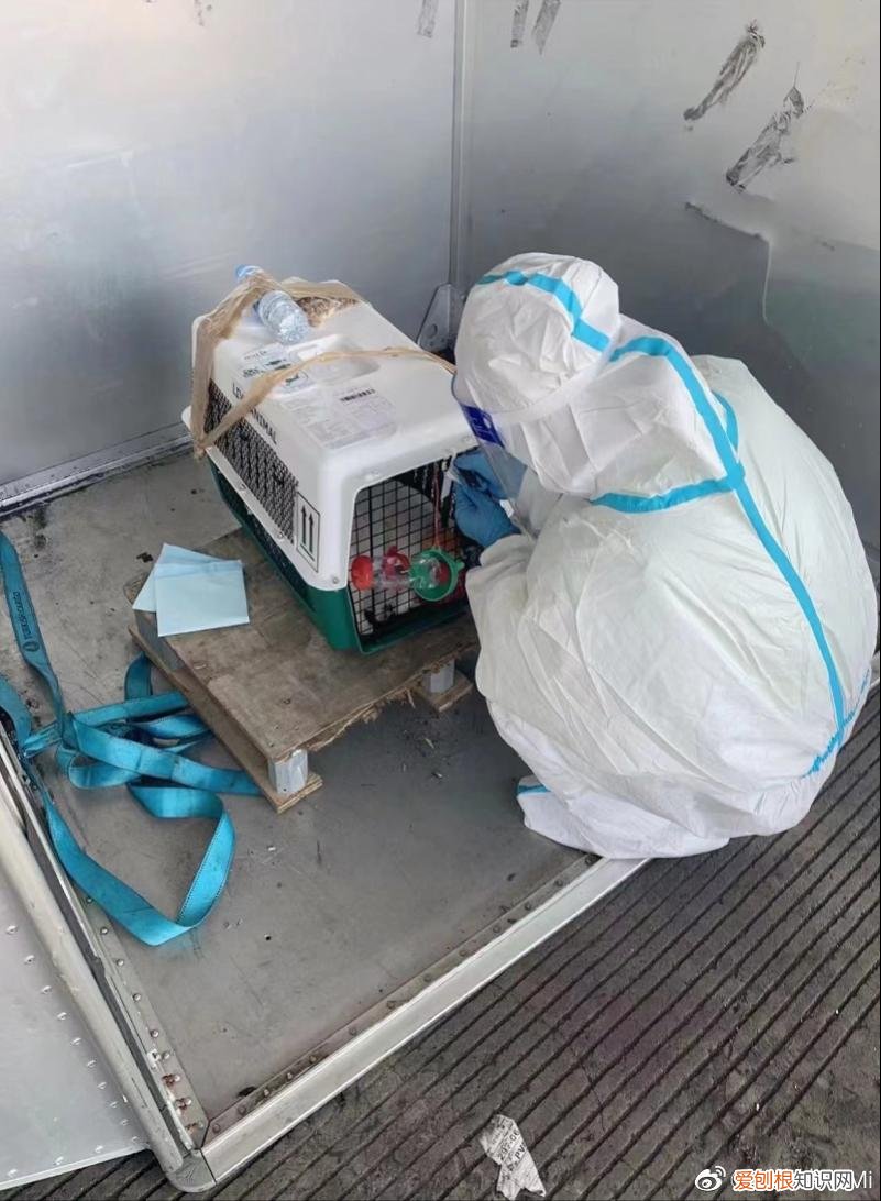 宠物空运怎么收费