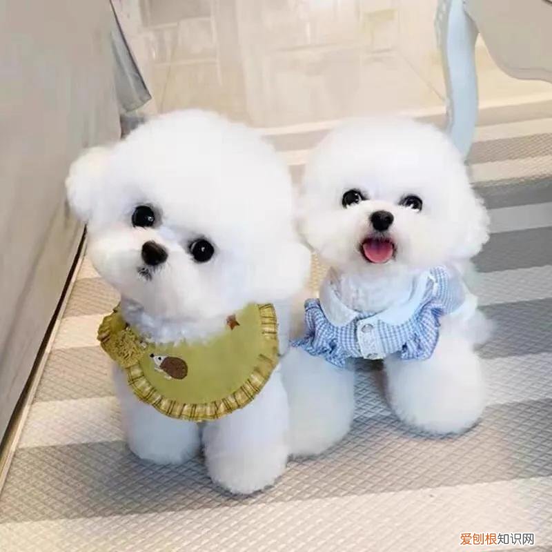 比熊多少钱一只