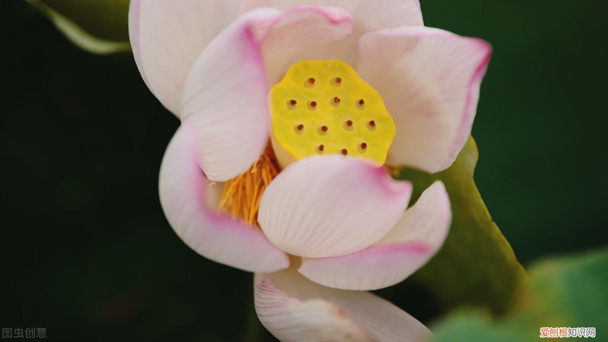 光绪最宠爱的珍妃,她的美容传说