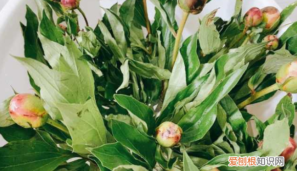 刚买的鲜花为什么要醒花,买来的鲜花为什么要醒花