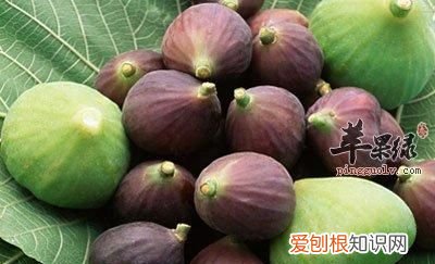 无花果浆有什么功效,天热无花果怎么保存