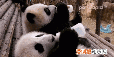 四川熊猫基地在成都哪里