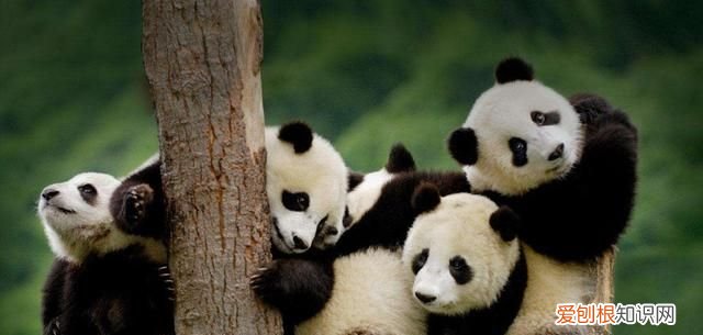 四川熊猫基地在成都哪里