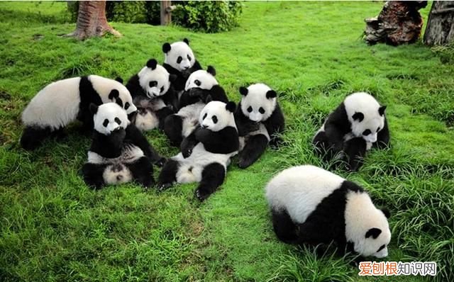 四川熊猫基地在成都哪里