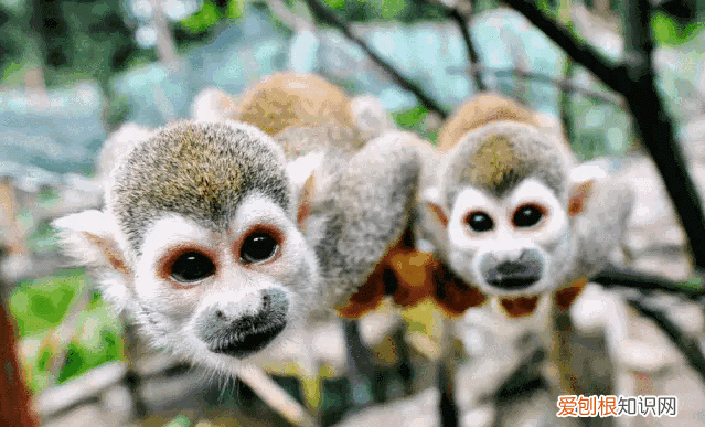 四川熊猫基地在成都哪里