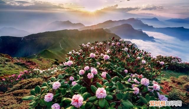 四川熊猫基地在成都哪里