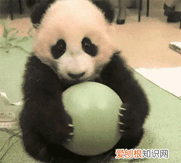 四川熊猫基地在成都哪里