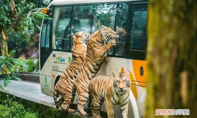 四川熊猫基地在成都哪里