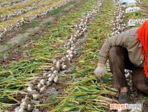 春季种大蒜的时间,春天种大蒜什么时间种合适呢