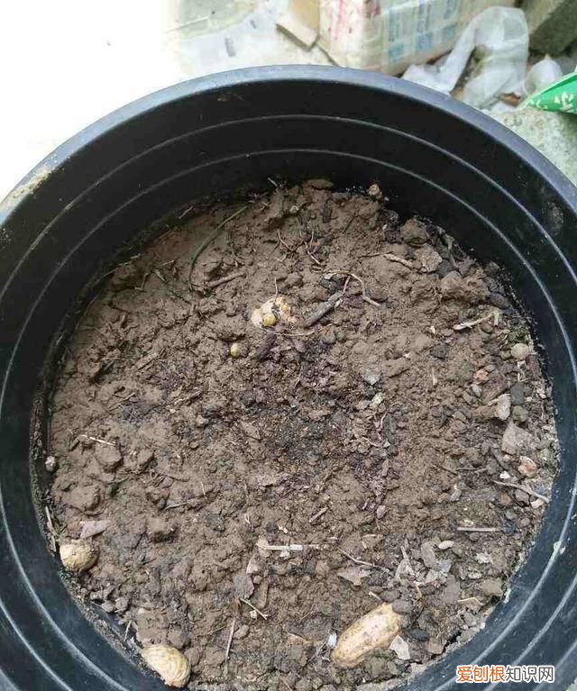 新鲜嫩姜怎么保存,刚挖的鲜姜怎么保存