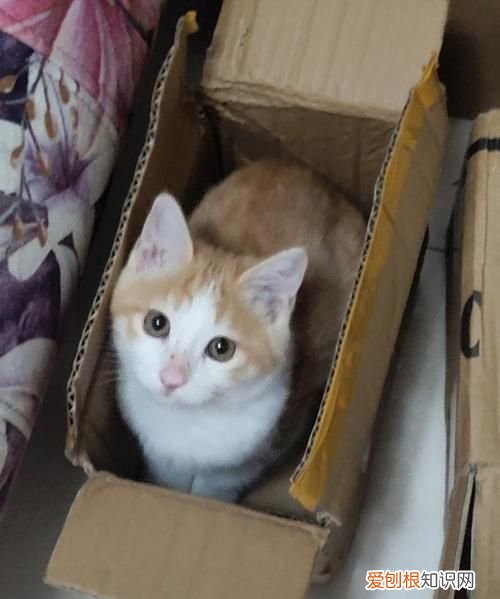 快递可以寄猫吗,京东快递可以邮寄猫么