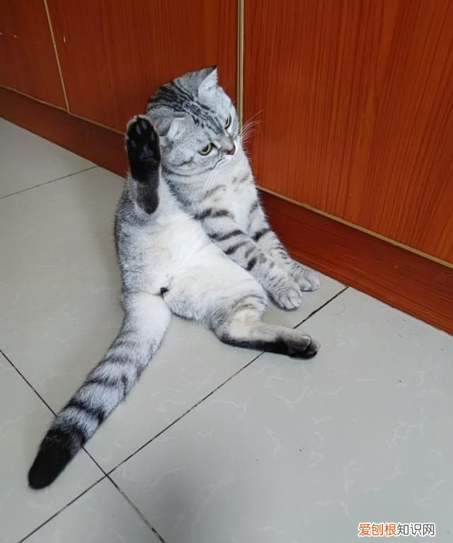 不理猫会让猫变乖吗，不理猫咪他会知道自己犯错了