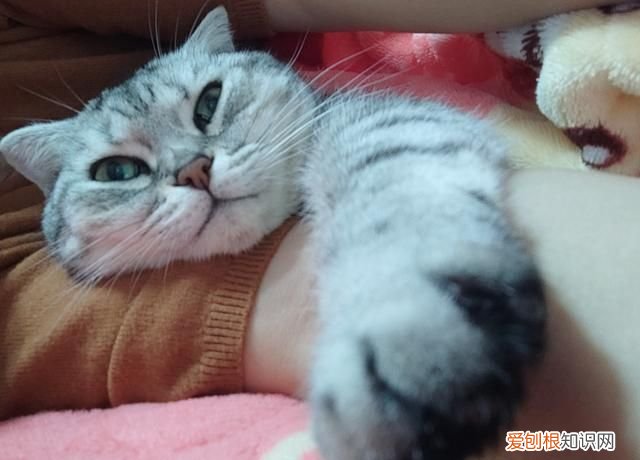 不理猫会让猫变乖吗，不理猫咪他会知道自己犯错了