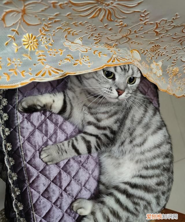 不理猫会让猫变乖吗，不理猫咪他会知道自己犯错了