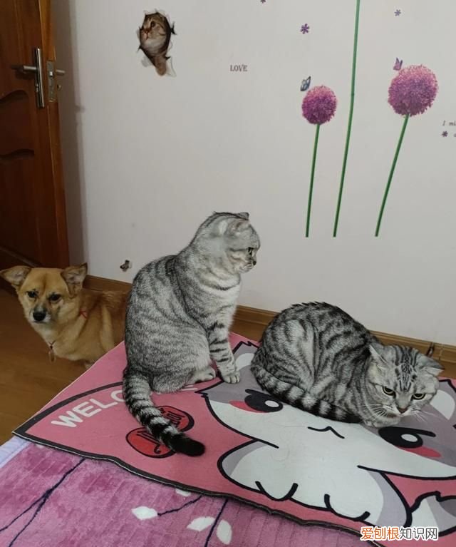 不理猫会让猫变乖吗，不理猫咪他会知道自己犯错了