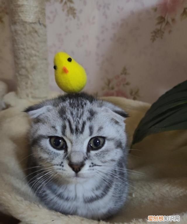 不理猫会让猫变乖吗，不理猫咪他会知道自己犯错了