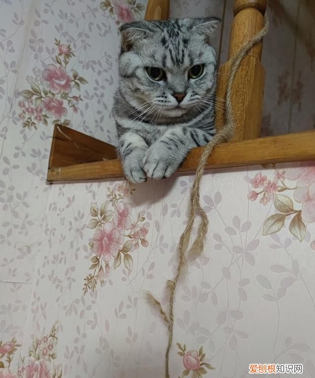 不理猫会让猫变乖吗，不理猫咪他会知道自己犯错了