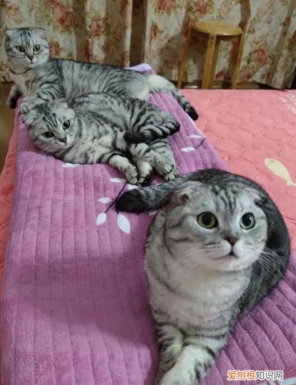 不理猫会让猫变乖吗，不理猫咪他会知道自己犯错了