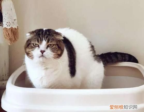 不理猫会让猫变乖吗，不理猫咪他会知道自己犯错了
