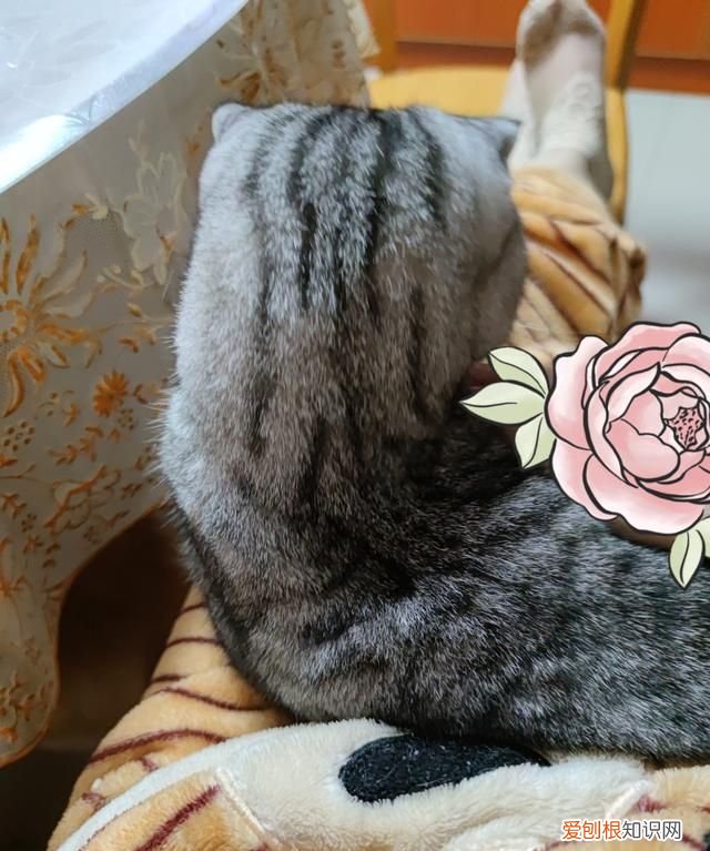 不理猫会让猫变乖吗，不理猫咪他会知道自己犯错了