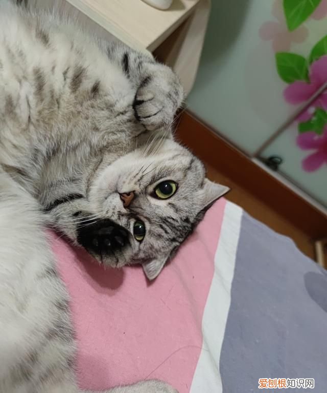 不理猫会让猫变乖吗，不理猫咪他会知道自己犯错了