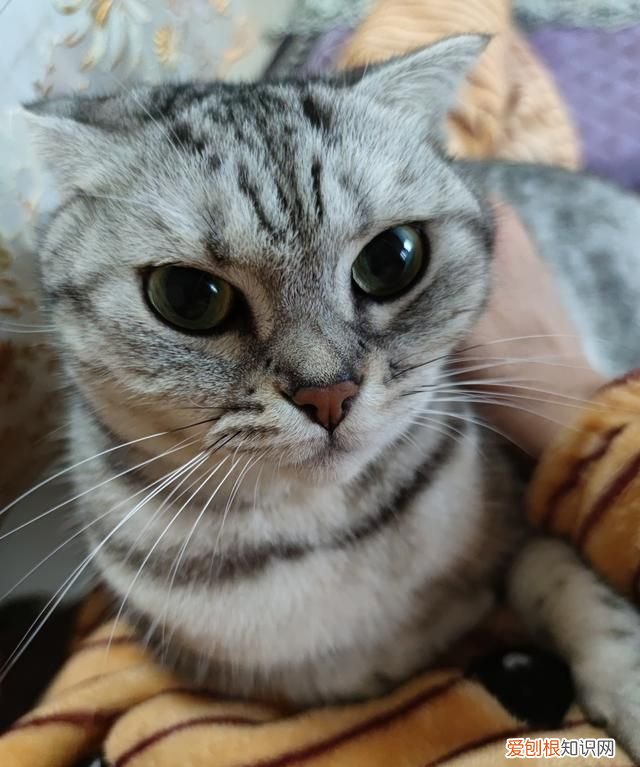 不理猫会让猫变乖吗，不理猫咪他会知道自己犯错了