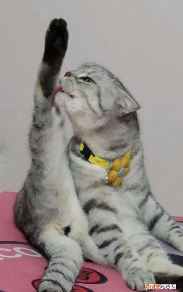 不理猫会让猫变乖吗，不理猫咪他会知道自己犯错了