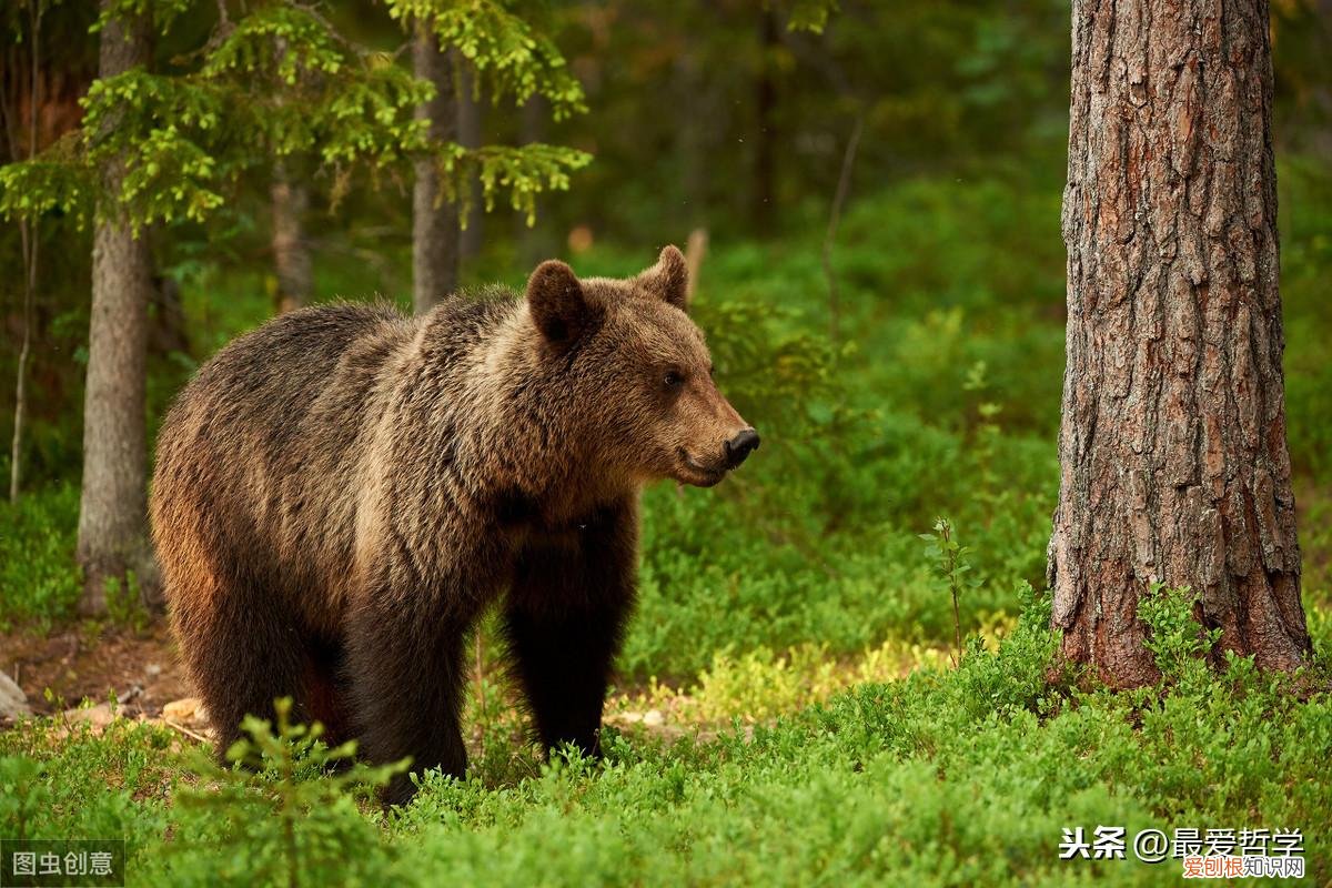 “熊”姓探源：熊氏一族的历史可没那么简单