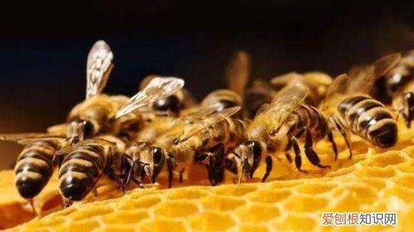 新西兰备受华人信赖的这家保健品公司，竟干这事被罚30多万