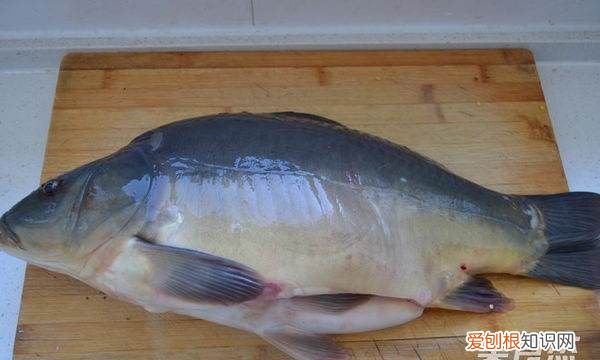 框镜鱼怎么做好吃,框镜鱼怎样做好吃