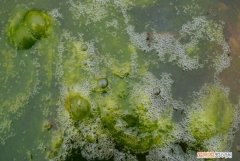 青苔可以吃吗，虾子身上有青苔可以吃