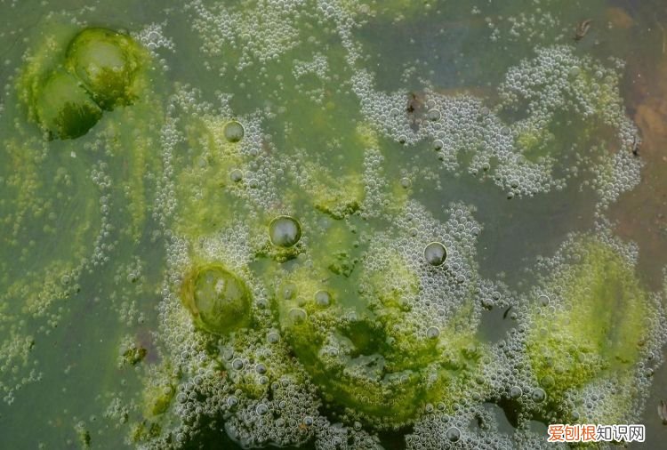 青苔可以吃吗，虾子身上有青苔可以吃