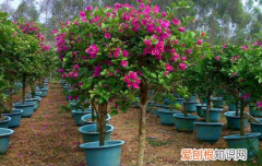 三角梅春天什么时候发芽，角美叶子掉光了春天会发芽吗