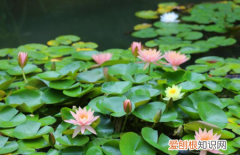 荷花和莲花有区别，荷花和莲花有什么区别图片