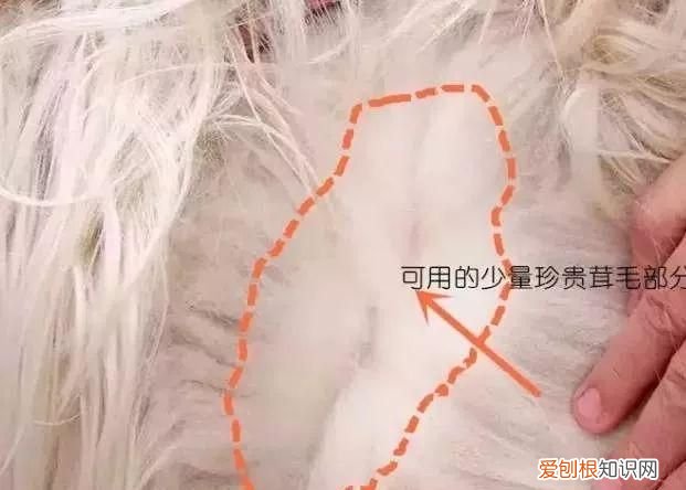 48支羊毛和26支羊毛的区别,真丝羊绒和纯羊绒有什么区别