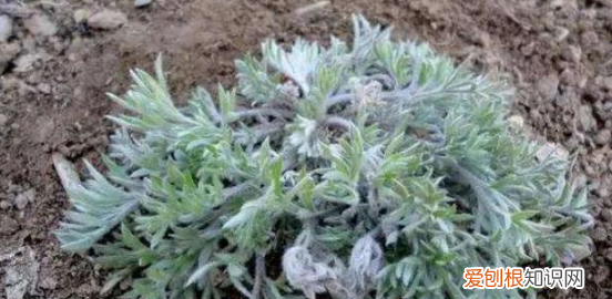 白蒿能包饺子吃，白蒿可以包饺子吃吗