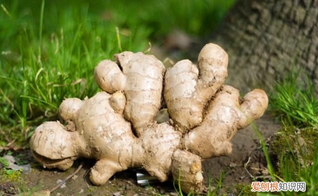 姜可是什么，姜和梨能一起煮着喝