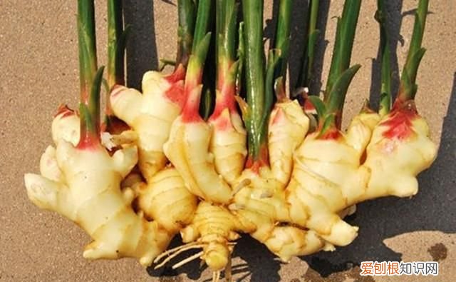 姜可是什么，姜和梨能一起煮着喝