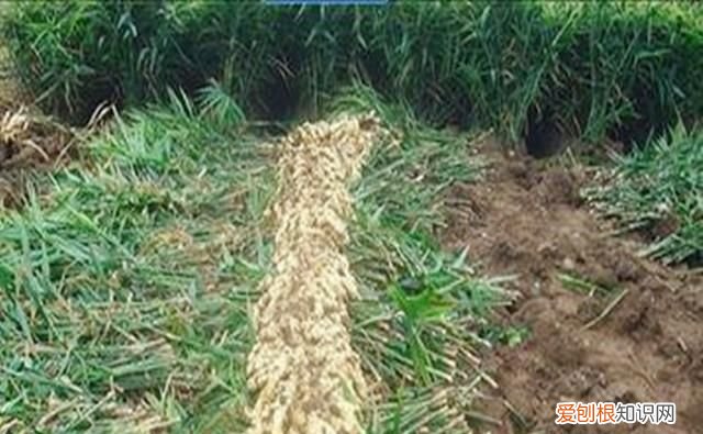 姜可是什么，姜和梨能一起煮着喝