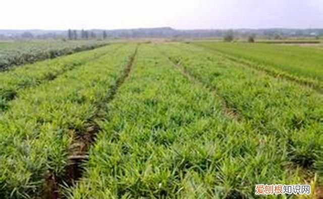 姜可是什么，姜和梨能一起煮着喝