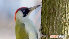 什么上树全靠一张嘴歇后语，歇后语全靠一张嘴下一句是什么