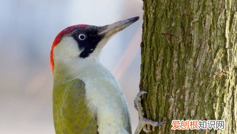 什么上树全靠一张嘴歇后语,歇后语全靠一张嘴下一句是什么