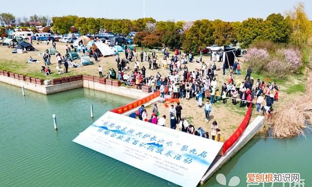 苏州白鲢多少钱一斤