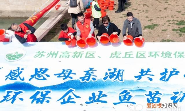 苏州白鲢多少钱一斤