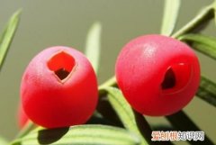 红豆沙果子可以生吃，红豆杉红豆果可以吃吗